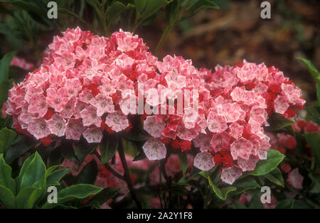 KALMIA LATIFOLIA (MOUNTAIN LAUREL) 'OLYMPIC FIRE'. ALSO KNOWN AS CALICO BUSH Stock Photo