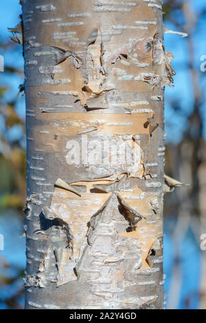 Fragment of birch tree trunk with flaky birch bark on autumn background in sunny weather. Natural wild environmental concept. Close-up view of birch Stock Photo