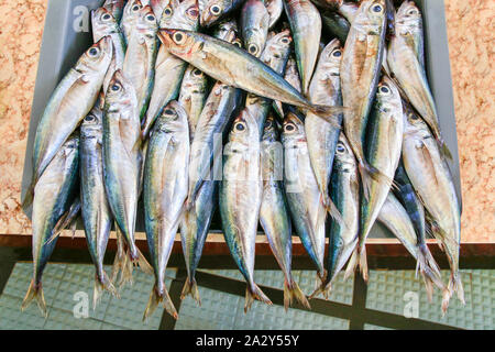 Many whole anchovies lying side by side in crate on portuguese market Stock Photo