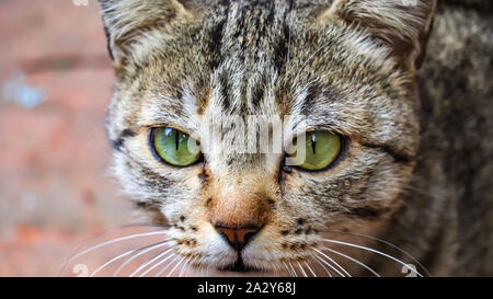Close up shot of a cat's eye Stock Photo