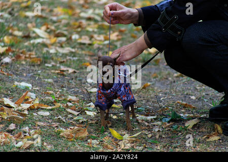 Chihuahuas are extremely small decorative dogs. On a cold autumn day, special dog clothes on him Stock Photo