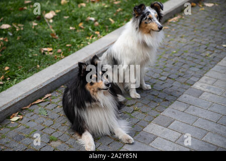 Sheltie or Shetland Sheepdog has traditionally been used as a shepherd dog. This adorable dog with a furry collar is often mistaken for a mini version Stock Photo