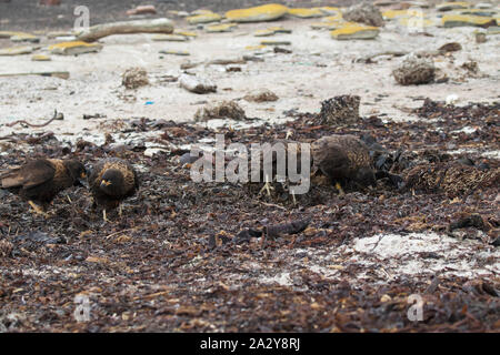 Striated caracara Phalcoboenus australis group searching for food amongst seaweed Saunders Island Falkland Islands British Overseas Territory November Stock Photo