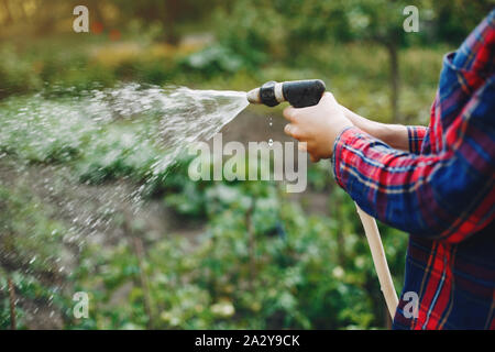 Woman works in a garden. Lady watering vegetables Stock Photo