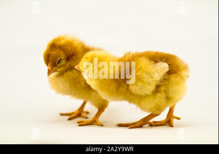 newly hatched chicks on white background Stock Photo
