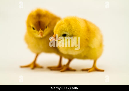 newly hatched chicks on white background Stock Photo