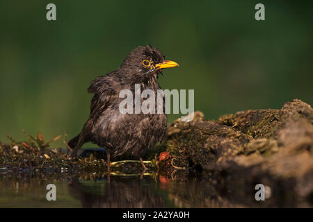 Common blackbird Turdus merula male in an infinity pool Kiskunsag National Park near Tiszaalpar Hungary June 2017 Stock Photo