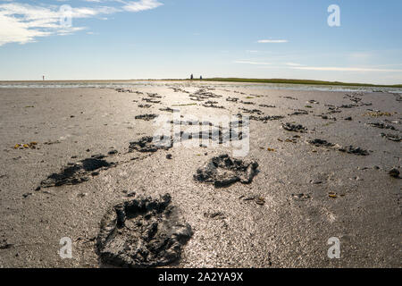 Footprints in the Watenmeer Stock Photo