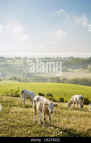 Young cow in rural landscape meadow at the hills of Rörum in summer, Osterlen, Skane, Sweden, Scandinavia Stock Photo