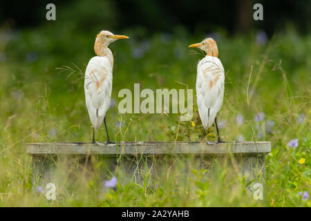 Eastern Cattle Egrets perching on a man-made well in a yard Stock Photo