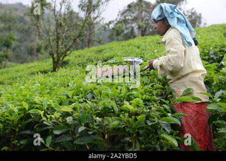 Tamil workers plucking Tea leaves at a tea plantation in Munnar, Kerela. Stock Photo