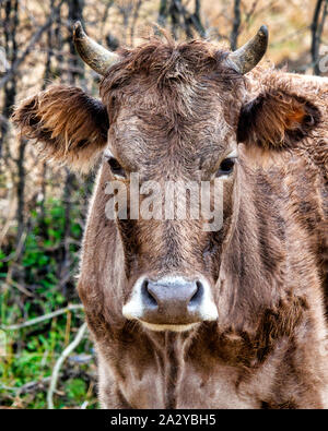 The Brown Caucasian (Bos Taurus) is a cattle breed from the Caucasus Stock Photo