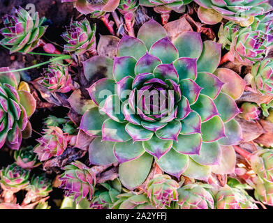Succulents in the flower bed. A trend in the flora world. Mint and neon colors on plants Stock Photo