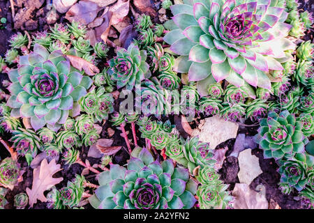 Succulents in the flower bed. A trend in the flora world. Mint and neon colors on plants Stock Photo