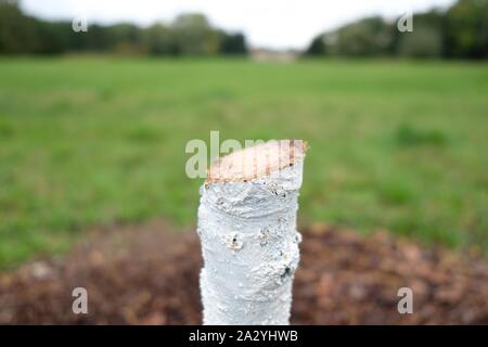 04 October 2019, Saxony, Zwickau: The stump of a German oak tree in Schwanenteichpark. The tree was part of a memorial for Simsek, the first victim of the terror cell NSU, and was sawed off by unknowns. Photo: Sebastian Willnow/dpa-Zentralbild/dpa Stock Photo