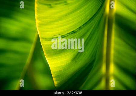 Shadows make patterns in the tropical sunlight falling on the curving green leaf of a banana palm with natural texture in close-up abstract background Stock Photo