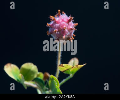 Strawberry Clover (Trifolium fragiferum) seed head Stock Photo