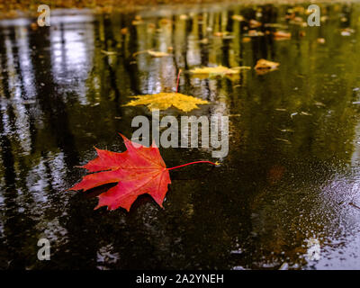 Multi-colored fallen maple leaves lie on the wet asphalt in a puddle. Autumn rainy weather on a city street Stock Photo