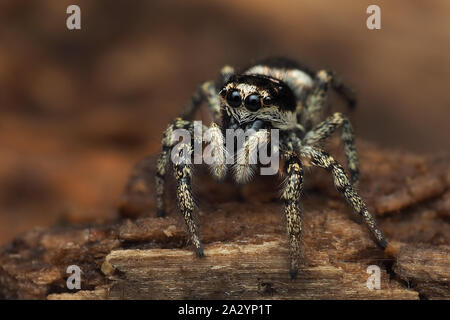 Zebra Jumping Spider (Salticus scenicus) at rest on rotten wood. Tipperary, Ireland Stock Photo