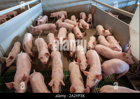 Pigs from six weeks old in their living area on a pig farm. Stock Photo