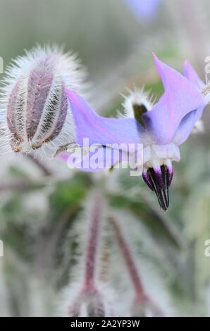 Starflower / Borretsch, Borage, Borago officinalis, Gurkenkraut - Medicinal Herb - gamma linoleic acid. Stock Photo