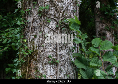 Green ivy leaves climbing on the tree Stock Photo