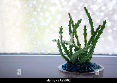 Huernia succulent plant in concrete pot with blue stones near window Stock Photo