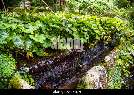Wasabi Plantation in Izu, Japan. Wasabi in partial shade. The water permanently flows around the roots of the plants. The terraced location provides constant fresh water from the mountains Stock Photo