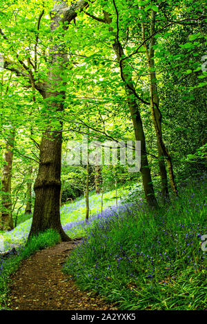 Bluebells in woodland Stock Photo