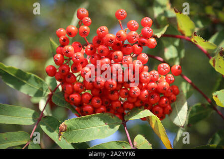 Cluster of mountain ash red berries in autumn Stock Photo