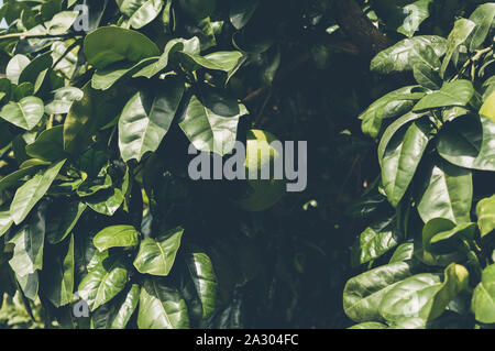 close up view of beautiful abundant foliage of citrus tree at jeju island Stock Photo