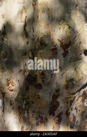 Closeup of Plane tree bark. Stock Photo