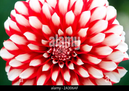 Red white contrast Single Dahlia flower 'Santas Helper' Stock Photo