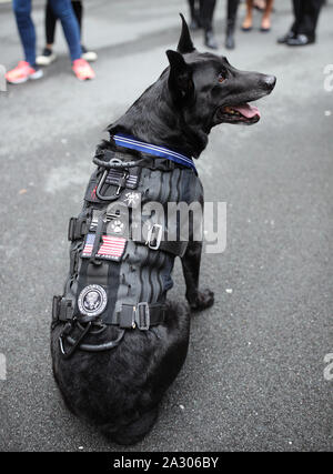 US Secret Service dog, Special Operations Canine, Hurricane, receives a PDSA Order of Merit at the County Hall Hotel in London. Stock Photo