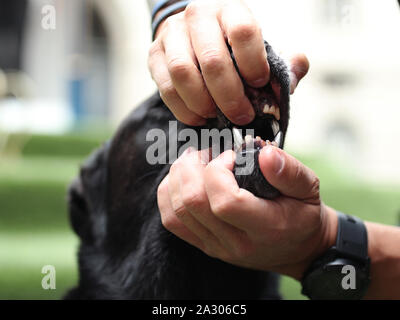 The titanium teeth of US Secret Service dog, Special Operations Canine, Hurricane, as he receives a PDSA Order of Merit at the County Hall Hotel in London. Stock Photo