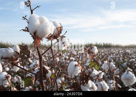 Branch of ripe cotton on the cotton field Stock Photo
