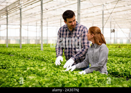Two agronomist engineers discuss the salad plantation. Modern Greenhouse Stock Photo