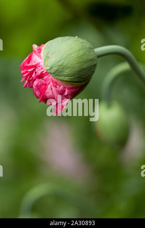 A pink Poppy flower blooming from its bud in a garden Stock Photo