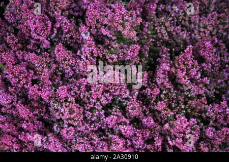 Pretty Italian flowers with leaves - image Stock Photo