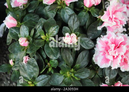 Pretty Italian flowers with leaves - image Stock Photo