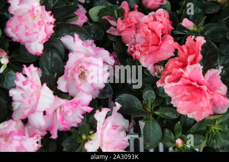 Pretty Italian flowers with leaves - image Stock Photo