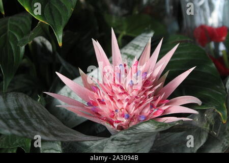 Pretty Italian flowers with leaves - image Stock Photo