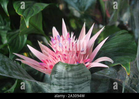 Pretty Italian flowers with leaves - image Stock Photo