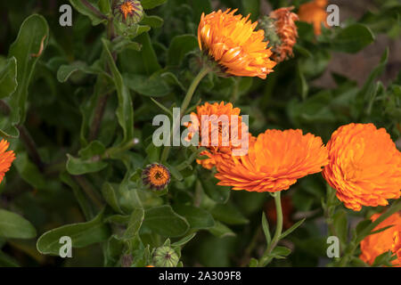 Orange Calendula flowers in flowerbed background with copy space Stock Photo