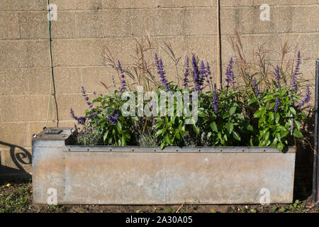 Purple salvias plants in an old metal trough outside The Coop shop at Wiveton Hall Farm, Wiveton, North Norfolk, UK Stock Photo