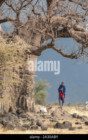 Arusha, Tanzania, 7Th September 2019: Maasai warrior with a goat under a large baobab tree Stock Photo