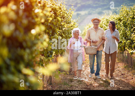 Ripe grapes in vineyard. family vineyard. family walking in between rows of vines together Stock Photo