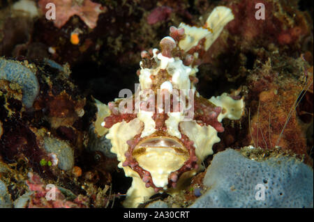 Warty frogfish, Antennarius maculatus Sulawesi Indonesia Stock Photo