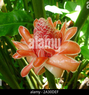 Raindrops on torch ginger (Etlingera elatior) flower. Papillote Wilderness Retreat Dominica Stock Photo