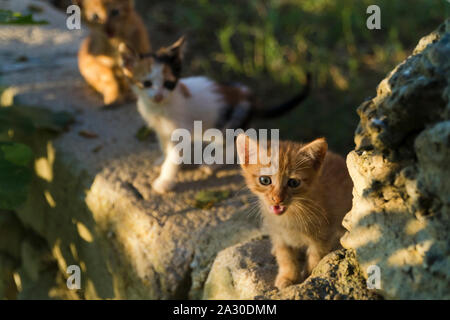 One month year old tiny kittens are on the garden wall and illuminated with warm sunset light. Stock Photo